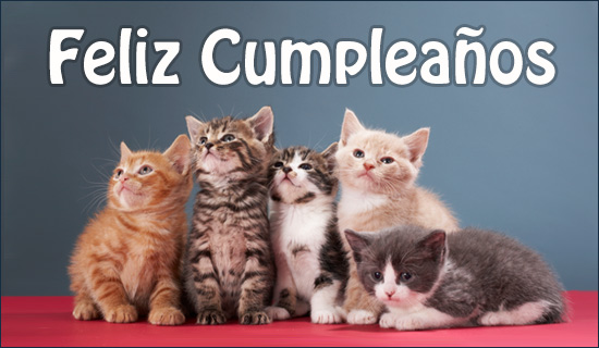 Feliz Cumpleaños Tarjeta Gato